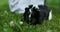 A little girl play with Black Guinea pig sitting outdoors in summer