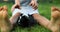 A little girl play with Black Guinea pig sitting outdoors in summer