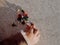 Little girl playing with bombs, colorful firecrackers