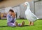 Little girl playing with duckling on lawn near goose