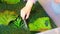 Little girl playing in handmade swamp of green-dyed chia seeds with insect, fish and plant models. Sensory development