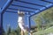 A little girl playing on the jungle gym, NM