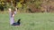 Little girl playing laptop in the park