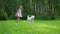 A little girl plays with a funny West Highland White Terrier breed dog on a lawn in a park.