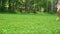 A little girl plays with a funny West Highland White Terrier breed dog on a lawn in a park.