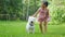 A little girl plays with a funny West Highland White Terrier breed dog on a lawn in a park.