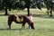 Little girl and pony horse on field