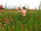 Little Girl Into The Poppy Field