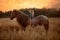 Little girl with red tinker horse in oats evening field