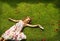 Little girl resting on a green grass