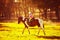 Little girl riding a horse