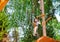 Little girl on a ropes course in a treetop adventure park passing hanging rope obstacle