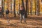 Little girl running with her dog jack russell terrier among autumn leaves. Mother and grandmother walks behind