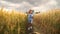 Little girl is running in summer wheat field and her parents with brother are going right behind her