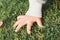 The little girl\'s hand touched the top of the grass on the green lawn.