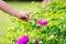 The little girl`s hand was touching the surface of the pink flower. Person praising Paper flower. In the midst of nature.