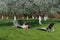 Little girl sitting in blossom apple garden. Relaxing place