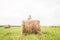 Little girl is sitting on a haystack, a summer concept