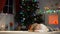 Little girl sleeping under Christmas tree, waiting Santa, dreaming of presents