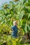 A little girl stands by a tall sunflower. Harvesting seeds for sunflower oil. Little child in the garden