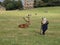 Little girl with a stick standing near a male red deer on the green lawn. Wollaton Park, England.