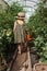 A little girl in a straw hat is picking tomatoes in a greenhouse. Harvest concept.