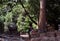 Little girl and stray dogs near the ruins in the rainforest