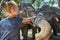 Little girl stroking the trunk of a large Asian elephant