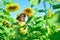 Little girl sunflowers field blue sky background, harvest day