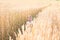 A little girl touches the hand ears of wheat in a field in summer