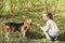 Little girl train dog on summer nature. Child play with pet friend on sunny day. Kid with beagle on fresh air outdoor