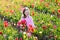 Little girl in tulip flower garden