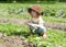 Little girl in vegetable patch