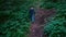 Little girl walking on a footpath, alone in dark, spooky forest