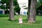 Little girl walks on a green lawn against the backdrop of huge date palms