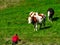 Little girl wanting to play with brown cowson the hill