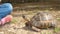 A little girl watching a tortoise. Greek tortoise, turtle. vet hungry.
