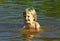 Little girl in water on sunny day