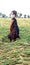 Little girl wearing face mask standing in wheat crop field,beautiful black dressing,