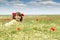 Little girl on wildflowers meadow spring season