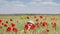 Little girl in windy green wheat field with poppy flowers