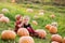 little girls with orange pumpkins at sunset