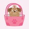 Little glamour tan Shih Tzu dog in the bag.