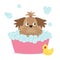 Little glamour tan Shih Tzu dog taking a bubble bath. Yellow duck bird toy. Cute cartoon baby character. Flat design. White backgr
