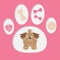 Little glamour tan Shih Tzu and dogÂ’s stuff in the