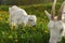 Little goat kid grazing on meadow full of dandelions, blurred mo