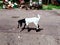 Little goat walking on the road stock photo