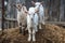 Little goats in the farmyard.