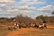 Little goats in front of the village, Zambia