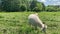 Little goats grazing in green meadow. Animals eating green grass outdoors